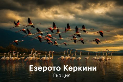 Езерото Керкини – Невероятно пътуване за любителите на природата и птиците - 2026
